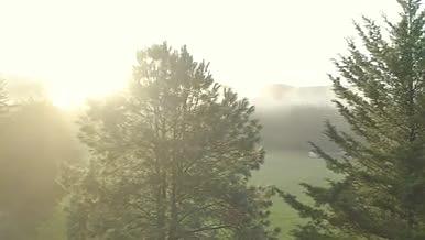 森林树丛中渐出的阳光视频的预览图